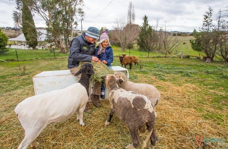 young girl feeding goats