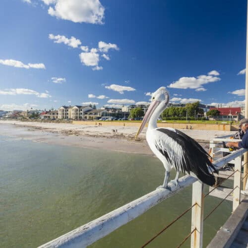 seagul on pier at henley beach in adelaide