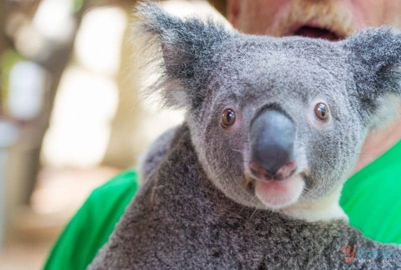 koala in someone's arms