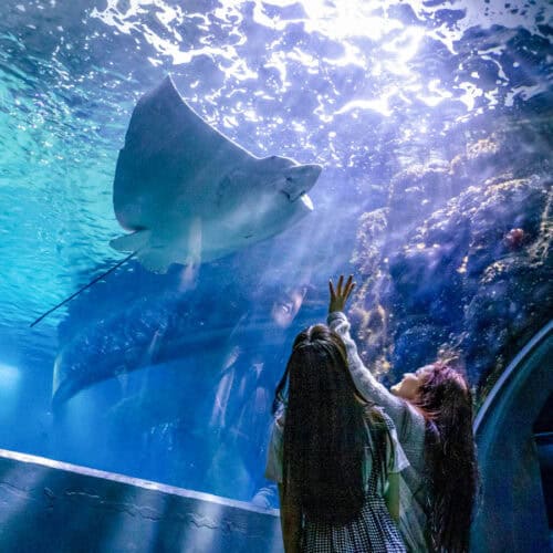 people looking at manta ray in aquarium