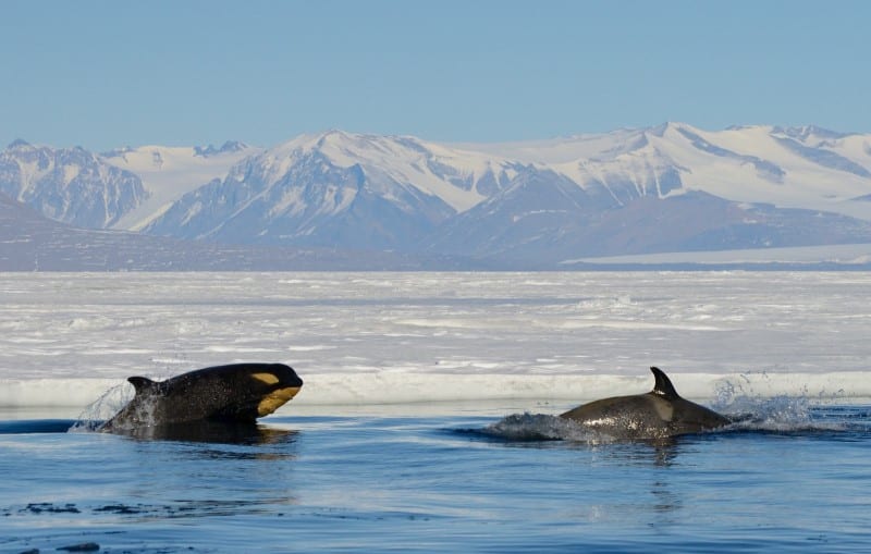 Orcas in the Ross Sea Antarctica